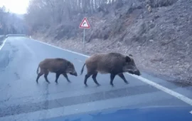Stragi sulle strade sarde: i cinghiali sono davvero i colpevoli o sono solo un capro espiatorio?