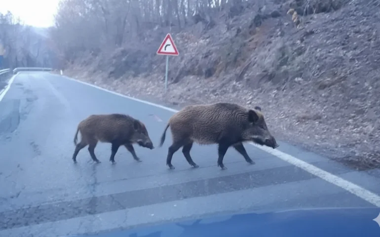 cinghiali in strada