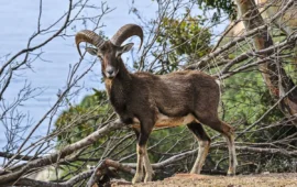 Mufloni ad Arbatax: pronto il piano operativo per il trasferimento