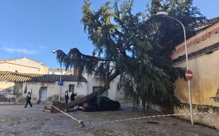 Tortolì, il forte vento ha abbattuto lo storico albero di via Mameli: distrutta un’auto