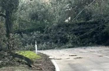 albero caduto in ogliastra