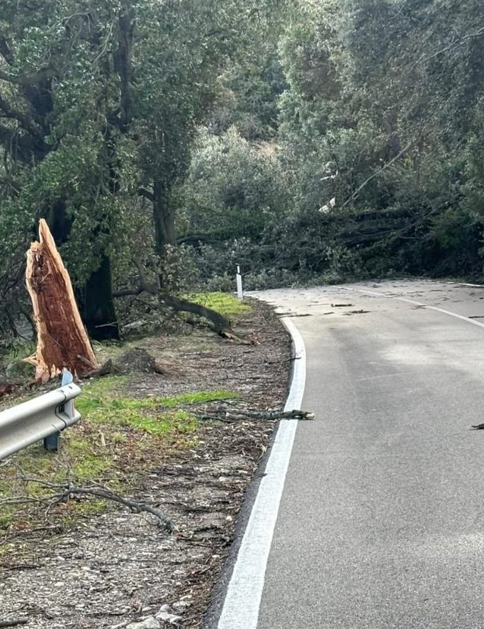 albero caduto in ogliastra
