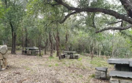 Lotzorai riabbraccia il suo bosco: dopo vent’anni rinasce il polmone verde del paese