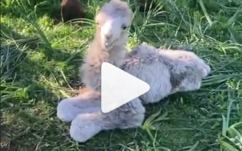 (VIDEO) Il cammello Rodolfo di Ovodda è diventato papà: è nata la piccola Franzisca
