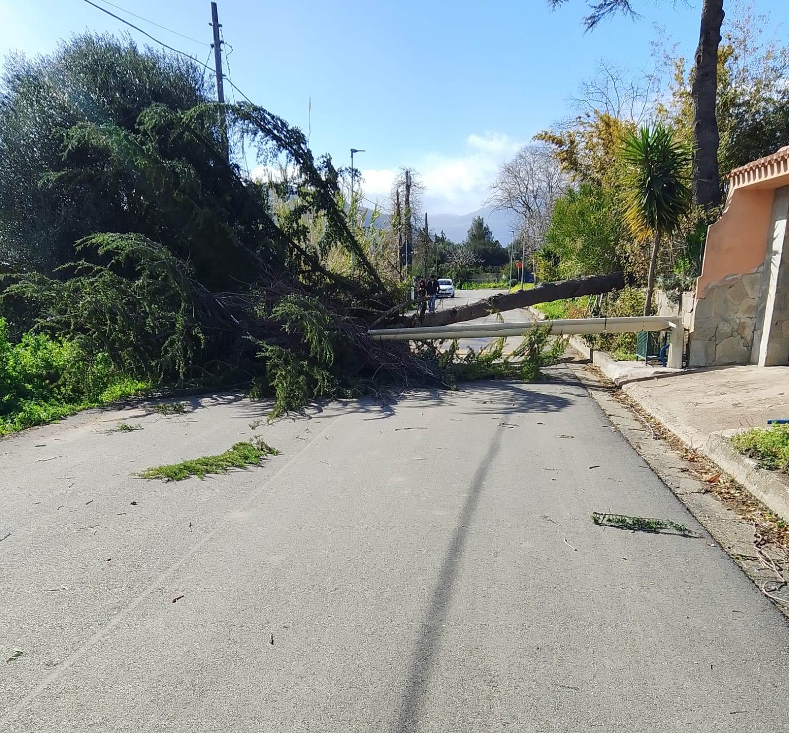 albero caduto a lotzorai