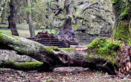 Foreste in ginocchio: ecco perché in Ogliastra i danni sono stati enormi