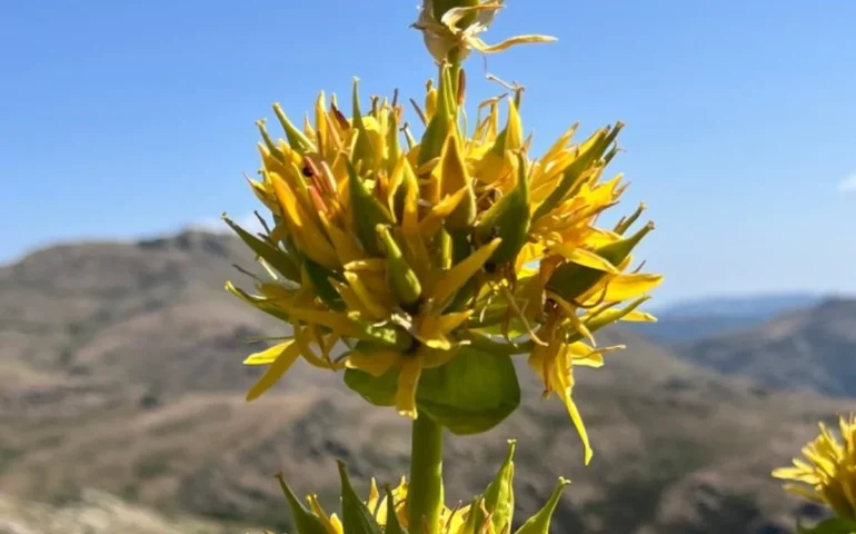 La genziana in Ogliastra, sempre più rara tra i monti del Gennargentu dove un tempo colorava i versanti di giallo