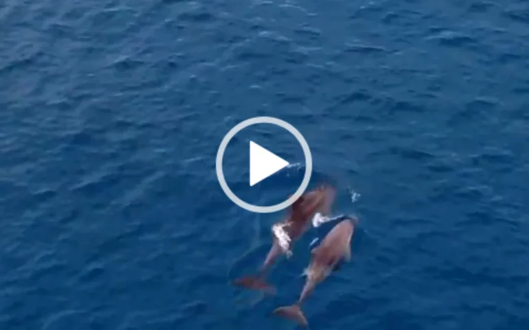 Il video di Lorenzo Gerbino cattura la danza dei delfini a Porto Frailis