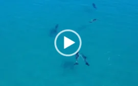 (VIDEO) Una danza nel blu: la famiglia di delfini che incanta il mare di Porto Frailis