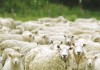 Manca una manciata di studenti per formare la 5° elementare: piccolo comune iscrive 4 pecore a scuola