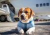 Cani grandi in cabina: dal 23 settembre anche loro potranno viaggiare accanto ai loro padroni