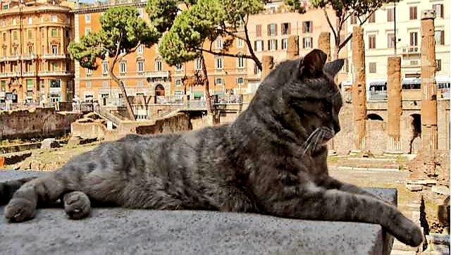 Lo sapevate? A Roma esiste un vero e proprio santuario dei gatti