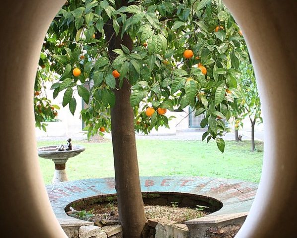 Lo sapevate? A Roma vive l’arancio più antico d’Europa