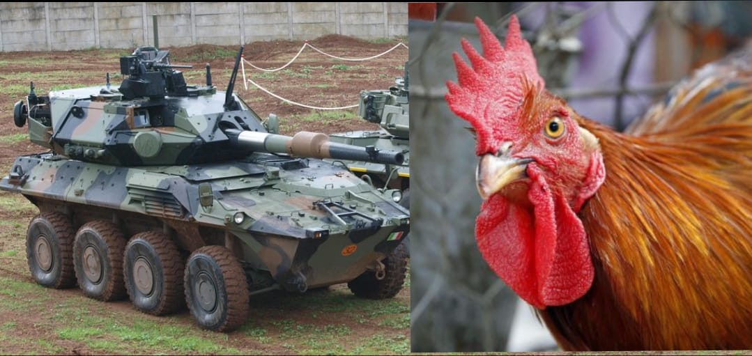 Italia Un Carro Armato Sbaglia Mira E Centra Un Allevamento Di Galline Roma Vistanet It