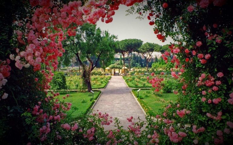 Roseto comunale, riapertura sabato 7 ottobre per la fioritura autunnale