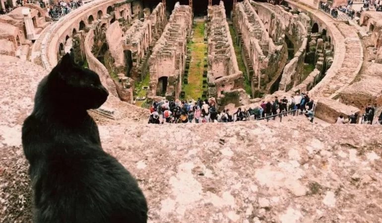 Lo sapevate? Sino a poco tempo fa la mascotte del Colosseo era una gattina nera