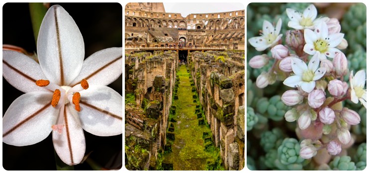 Lo sapevate? Nel Colosseo vivono alcune piante rarissime. Scoprite come ci sono arrivate