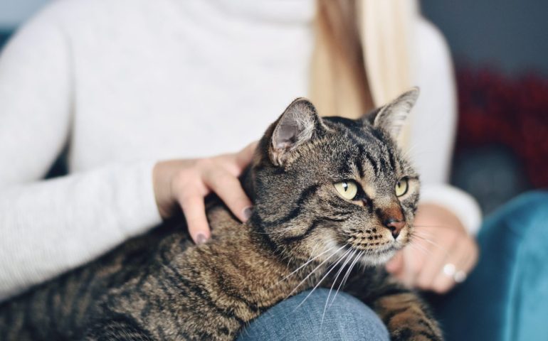 Ruba il gatto della vicina barricandosi in casa sua e con una sciabola minaccia i carabinieri