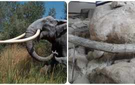 L'elefante preistorico e la sua ricostruzione