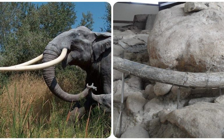 Lo sapevate? Nel 1981 a Roma furono ritrovati i resti di un grande elefante preistorico