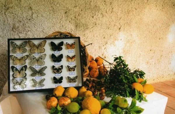 Allevare farfalle per il grande cinema, la moda, i matrimoni. “Così le salviamo dall’estinzione”