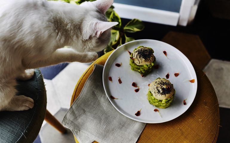 Romeow Cat Bistrot: a Roma un ristorante dove si può mangiare vegano circondati da gatti