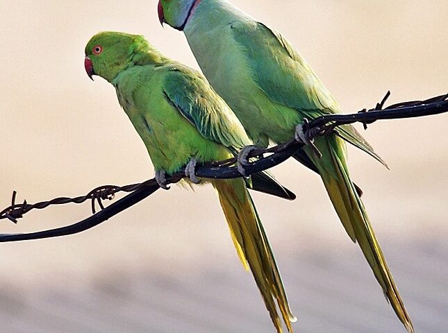 Lo sapevate? Roma è invasa da pappagalli verdi. Vediamo perché