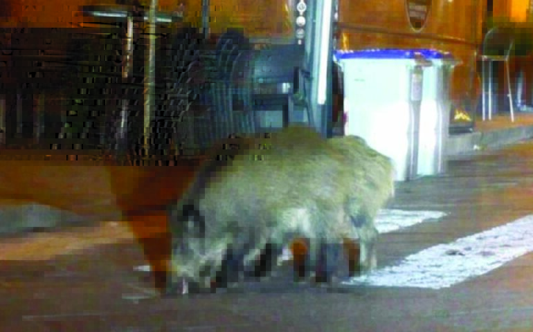 Roma, rutti dagli altoparlanti per far scappare i cinghiali. Scherzo o realtà?