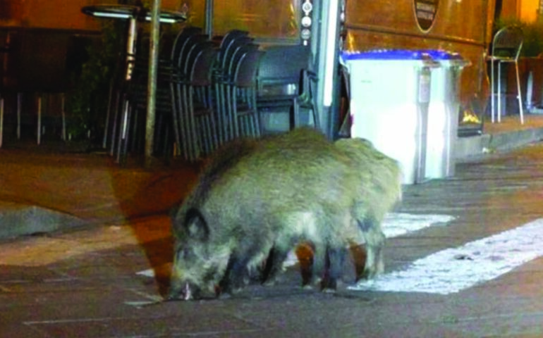 Perché a Roma ci sono così tanti cinghiali? E da dove arrivano?