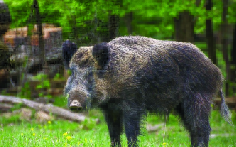 Caccia ai cinghiali a Casal Selce, Roma: spari pericolosi vicino alle abitazioni