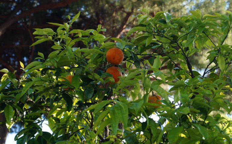 Roma, il giardino degli Aranci: un luogo incantato e speciale