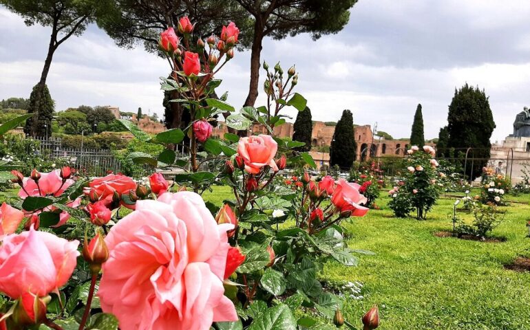 Il roseto comunale di Roma in questa stagione è bellissimo!
