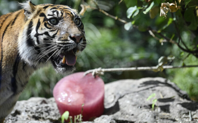 Caldo torrido a Roma: ghiaccioli e acqua fresca per gli animali del Bioparco