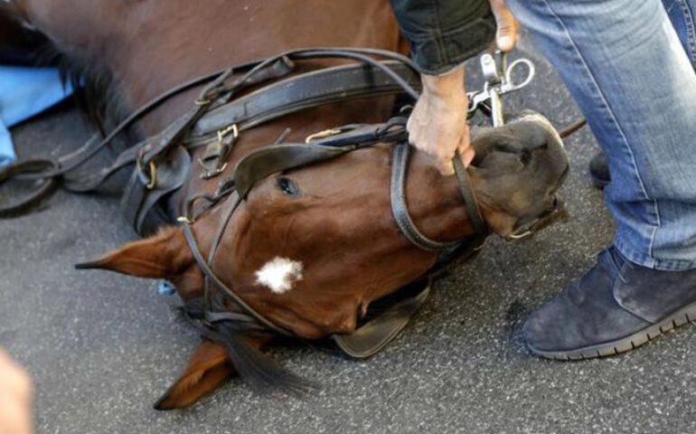 Caldo, i consigli del Comune di Roma per proteggere gli animali