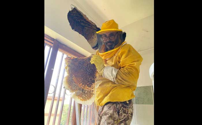 Anzio, nella parete della sua casa scopre 90mila api