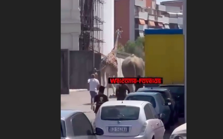 Fuga di un elefante e di una giraffa da Cinecittà: quando la giungla incontra il parcheggio