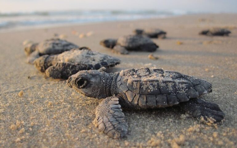 Piccole tartarughe marine