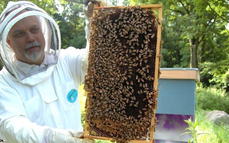 Apicoltura, costituita nel Lazio la consulta apistica regionale