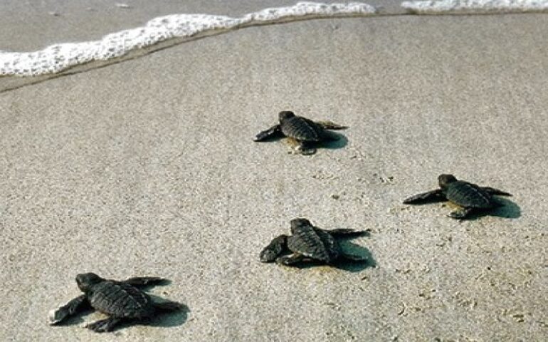 A Ostia nascono 47 tartarughine marine