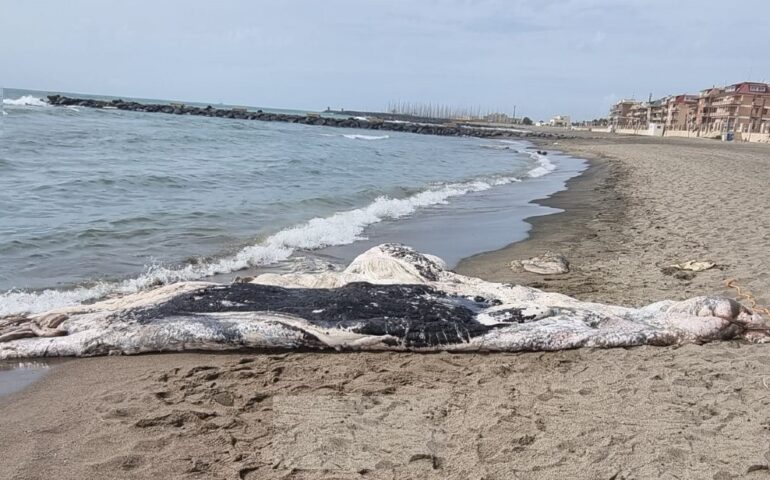 Ostia, carcassa di balena trovata sugli scogli: complicate le operazioni di rimozione