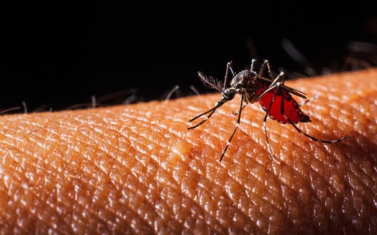 Aumento dei casi di Dengue a Roma e nel Lazio: sintomi e modalità di trasmissione