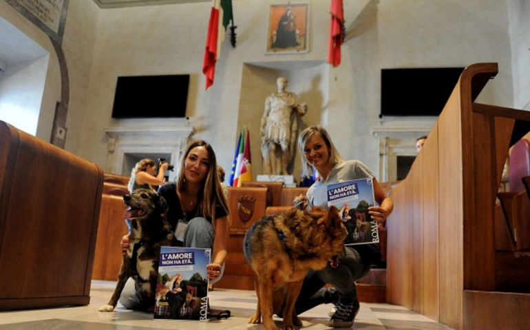 Benessere animali, parte campagna di adozione di cani e gatti adulti e anziani nelle strutture comunali