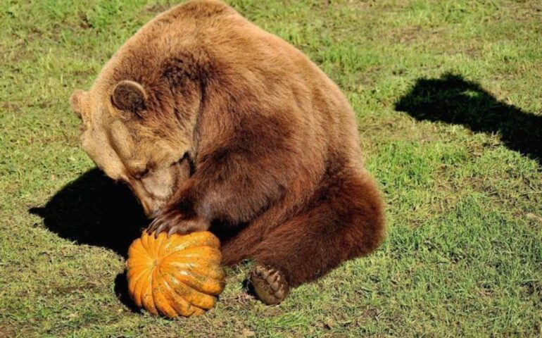 Festa di Halloween per gli amici pelosi: divertimento e dolcetti al Bioparco di Roma