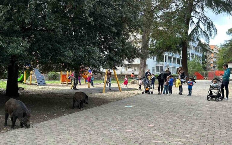 A Roma cinghiali ‘occupano’ le giostre dei bimbi vicino a una scuola