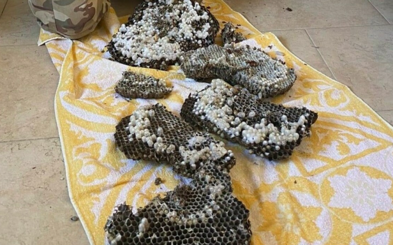 Emergenza Vespa Orientalis a Roma: trovato nido con 900 insetti in una casa a San Giovanni