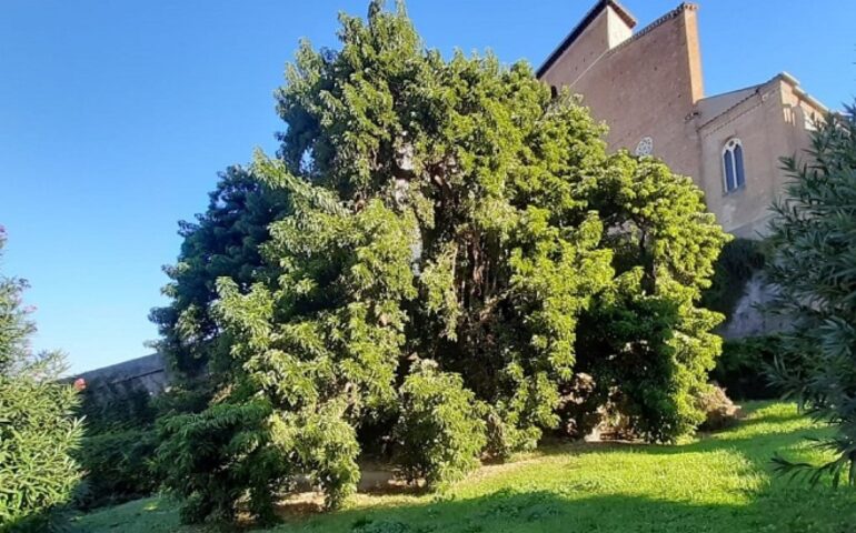 Roma, una passeggiata tra gli alberi secolari della città