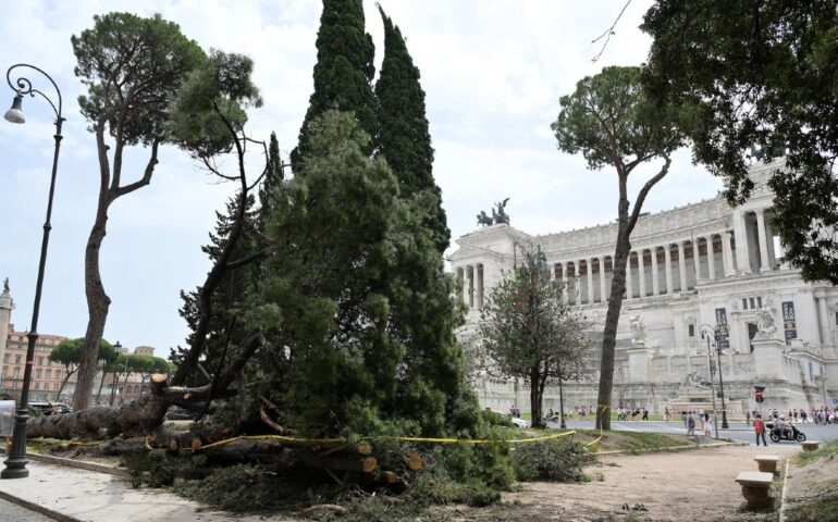 I pini secolari di Roma rischiano l’estinzione
