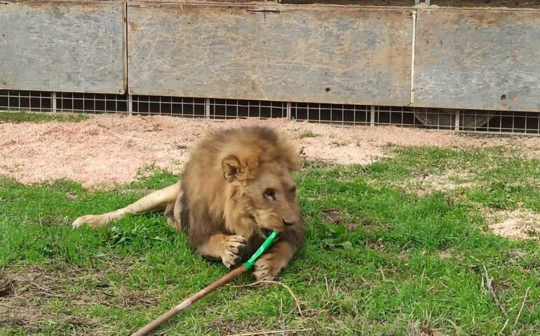 Kimba, il leone fuggito ieri a Ladispoli, è stato riportato in modo sicuro nella sua gabbia al circo