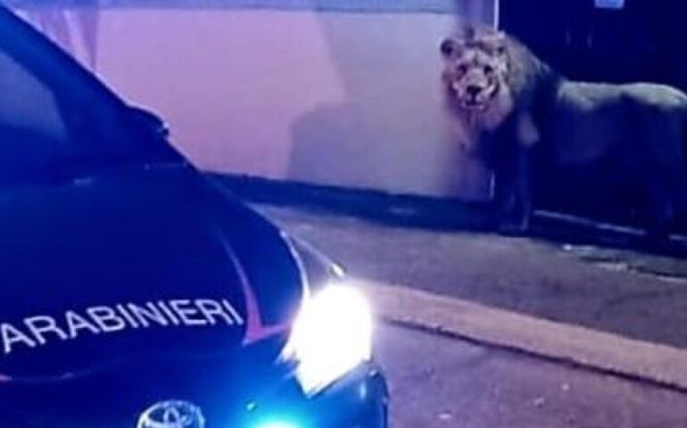 Ladispoli, stop agli spettacoli con animali dopo la fuga di Kimba