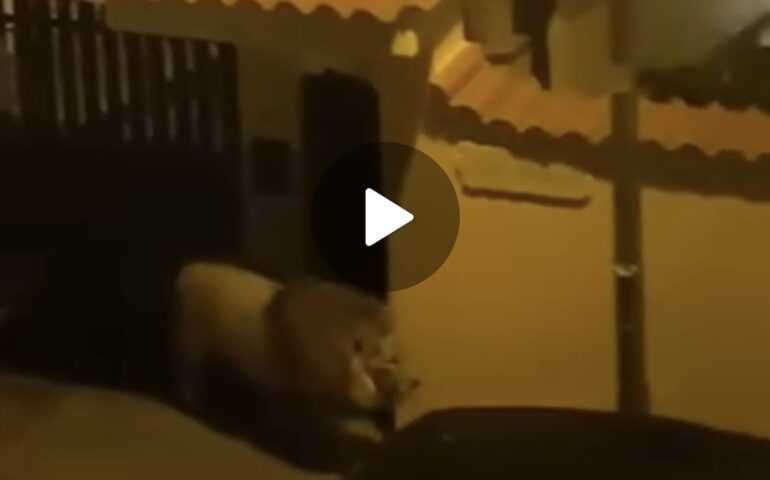 (VIDEO) Leone scappa dal circo e passeggia per Ladispoli: “Ragazzi non uscite c’è un leone”